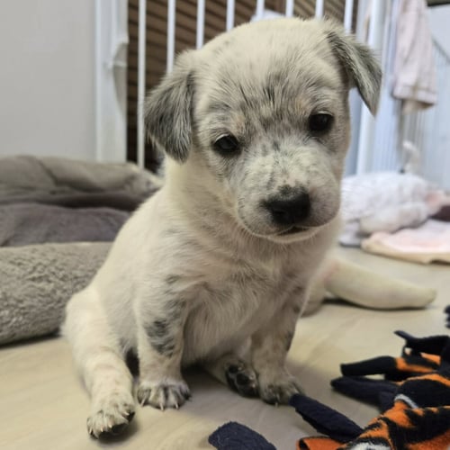 LORELAI - Australian Cattle Dog/Blue Heeler available for adoption
