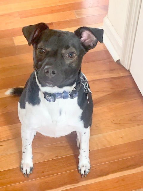 STUART - Terrier available for adoption