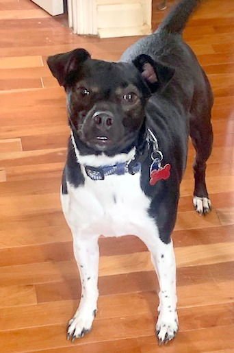 STUART - Terrier available for adoption