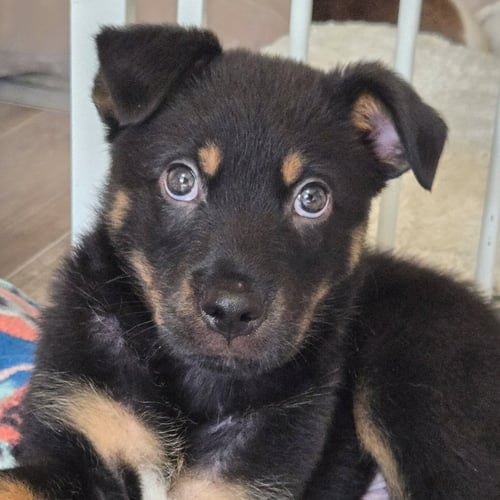 KODIAK - Shepherd / Rottweiler available for adoption