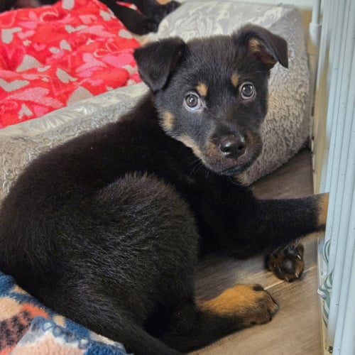 KODIAK - Shepherd / Rottweiler available for adoption