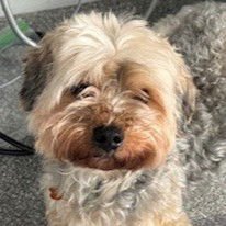 CHOJI - Yorkshire Terrier Yorkie / Poodle (unknown type) available for adoption