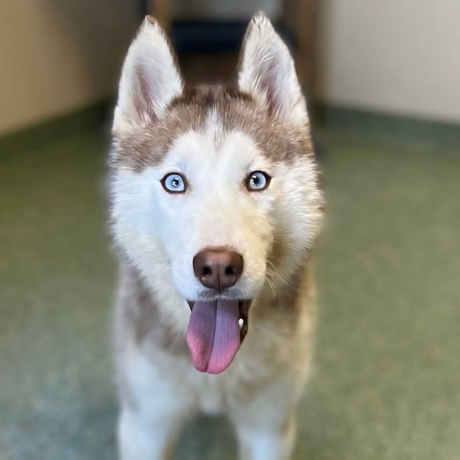 BALTO - Husky available for adoption