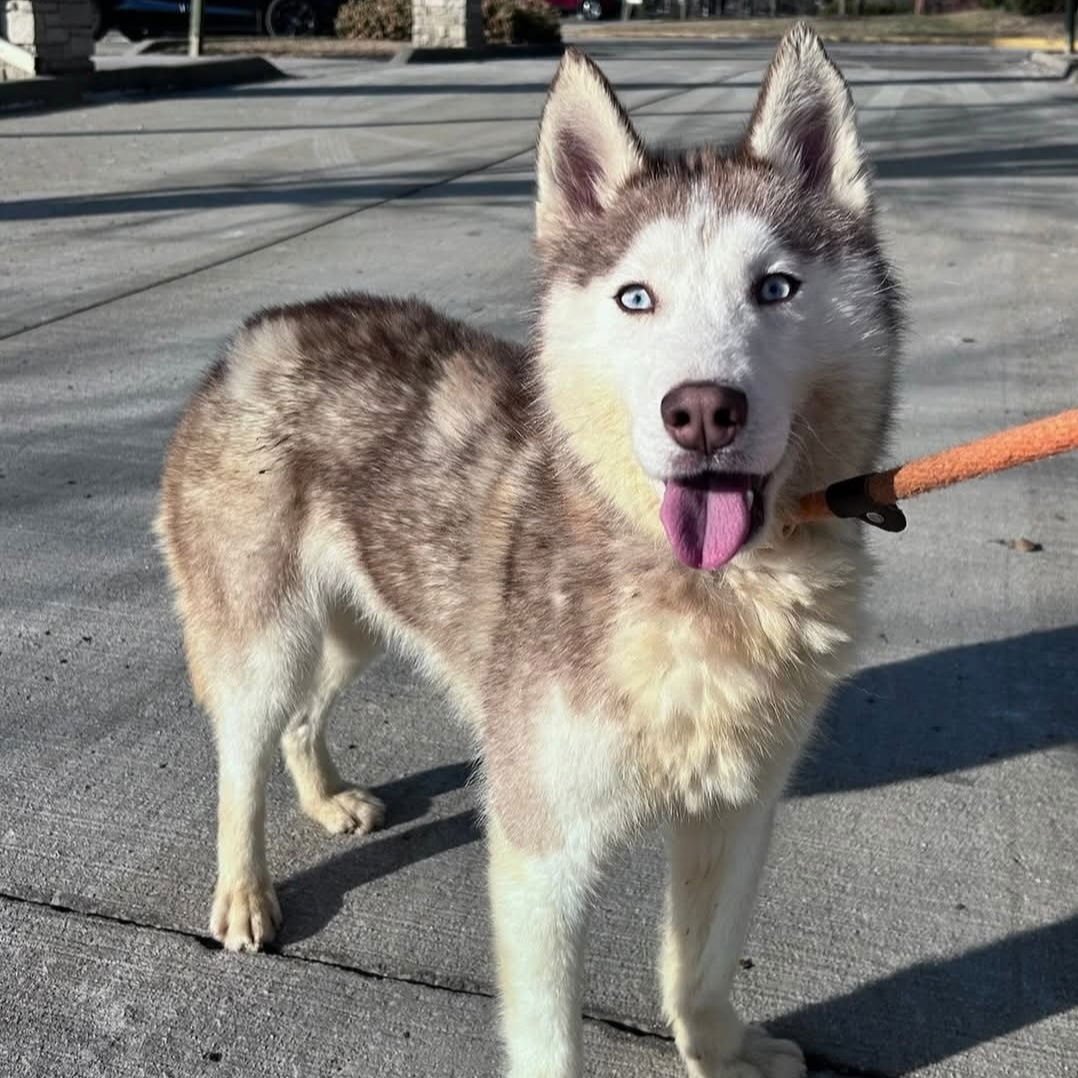 BALTO - Husky available for adoption