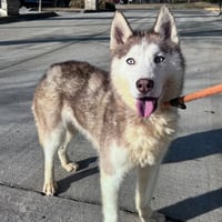 Balto - Photo 5