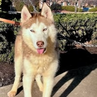 Balto - Photo 7