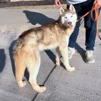 Balto - Photo 6