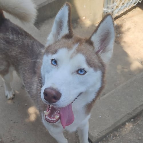 BALTO - Husky available for adoption