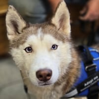 Balto - Photo 3