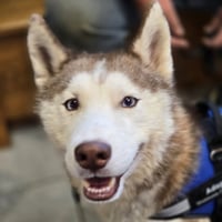 Balto - Photo 2