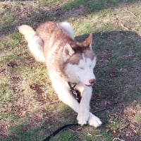 Balto - Photo 8