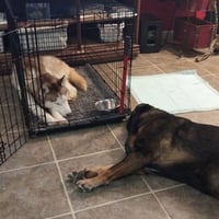 Balto - Photo 9