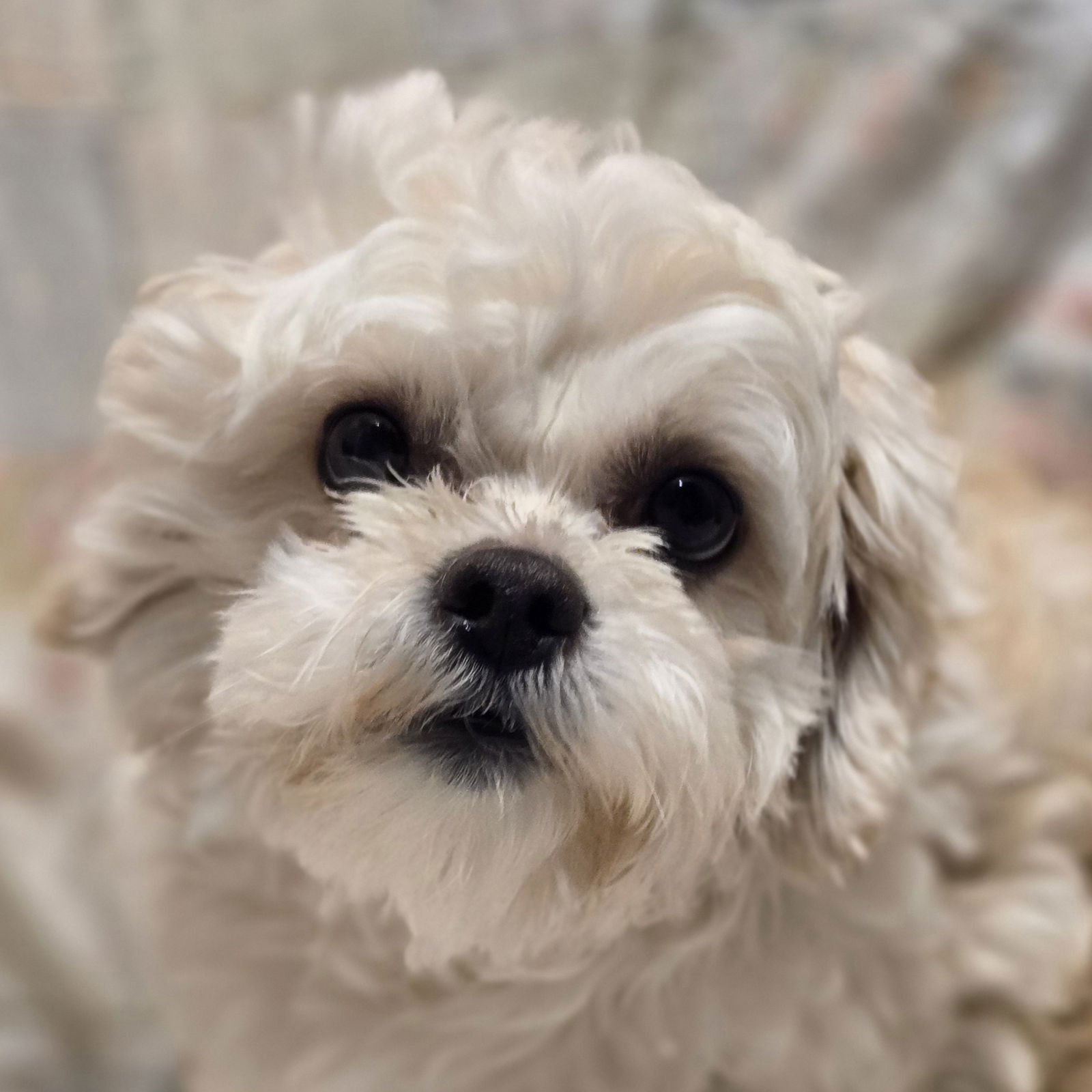 BAMBOO - Shih Tzu / Poodle (unknown type) available for adoption