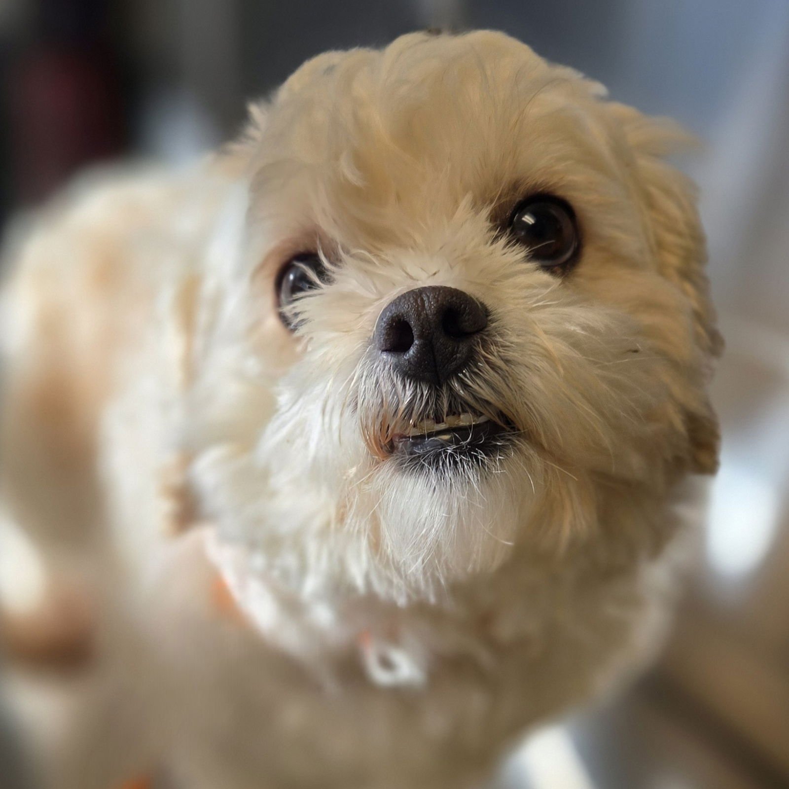 BAMBOO - Shih Tzu / Poodle (unknown type) available for adoption