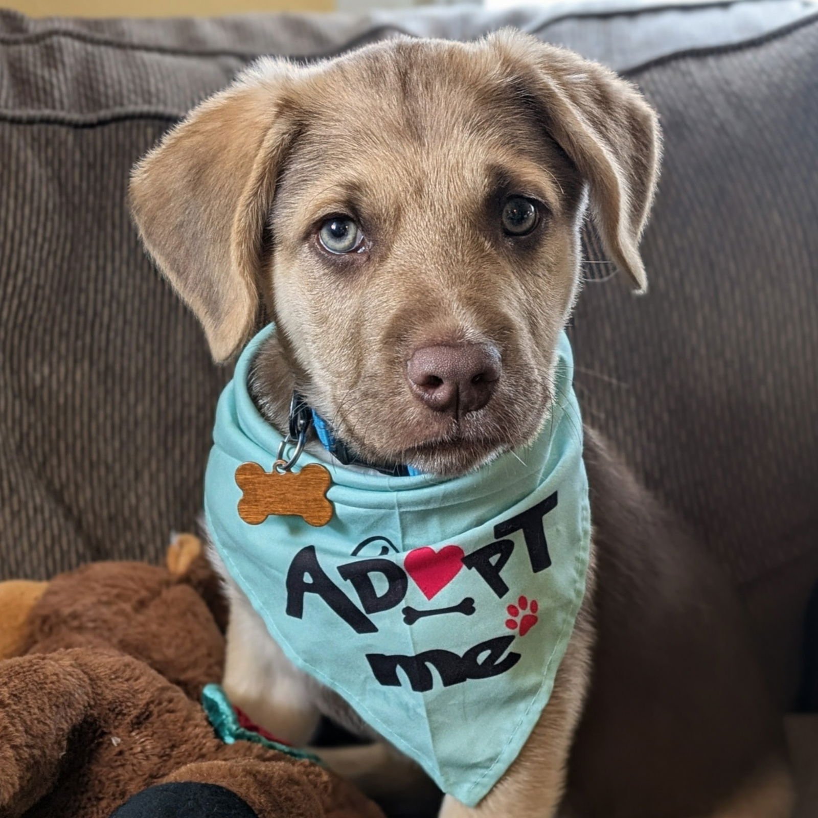 ROOSTER - Shepherd available for adoption