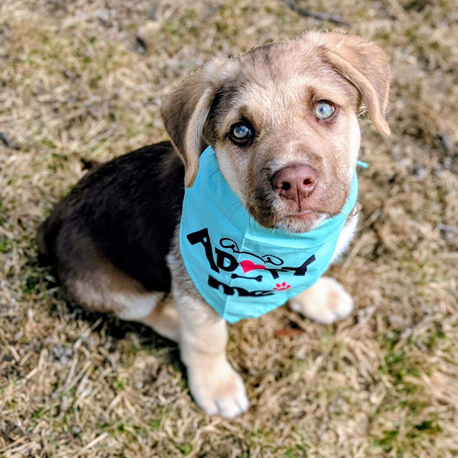 ROOSTER - Shepherd available for adoption