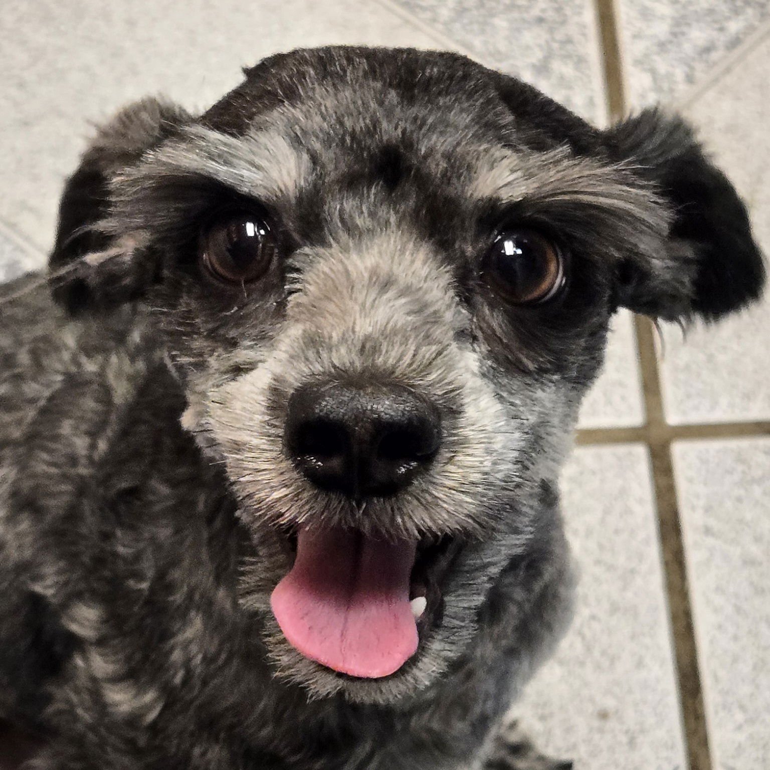 MARX - Miniature Schnauzer available for adoption