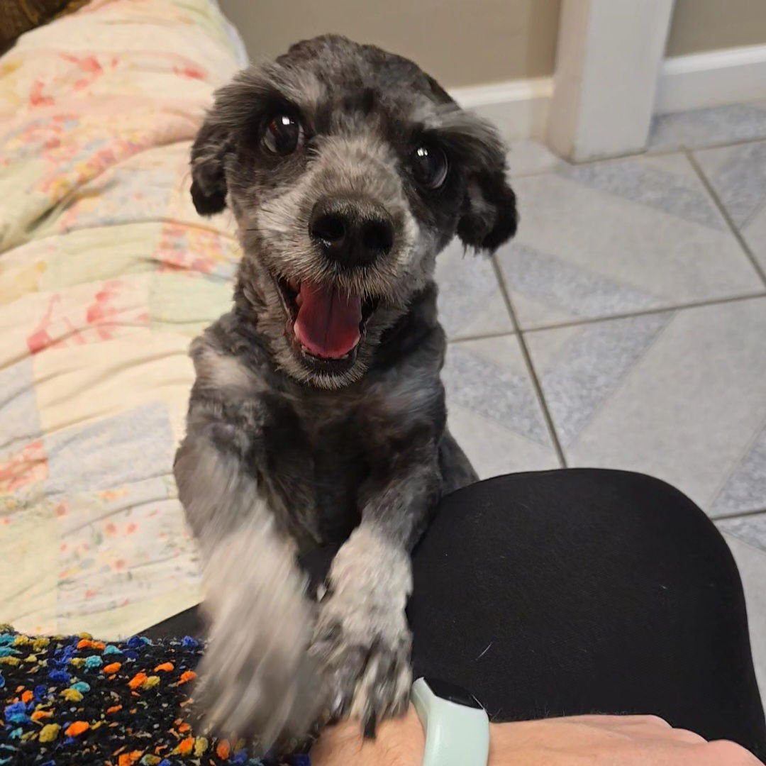 MARX - Miniature Schnauzer available for adoption