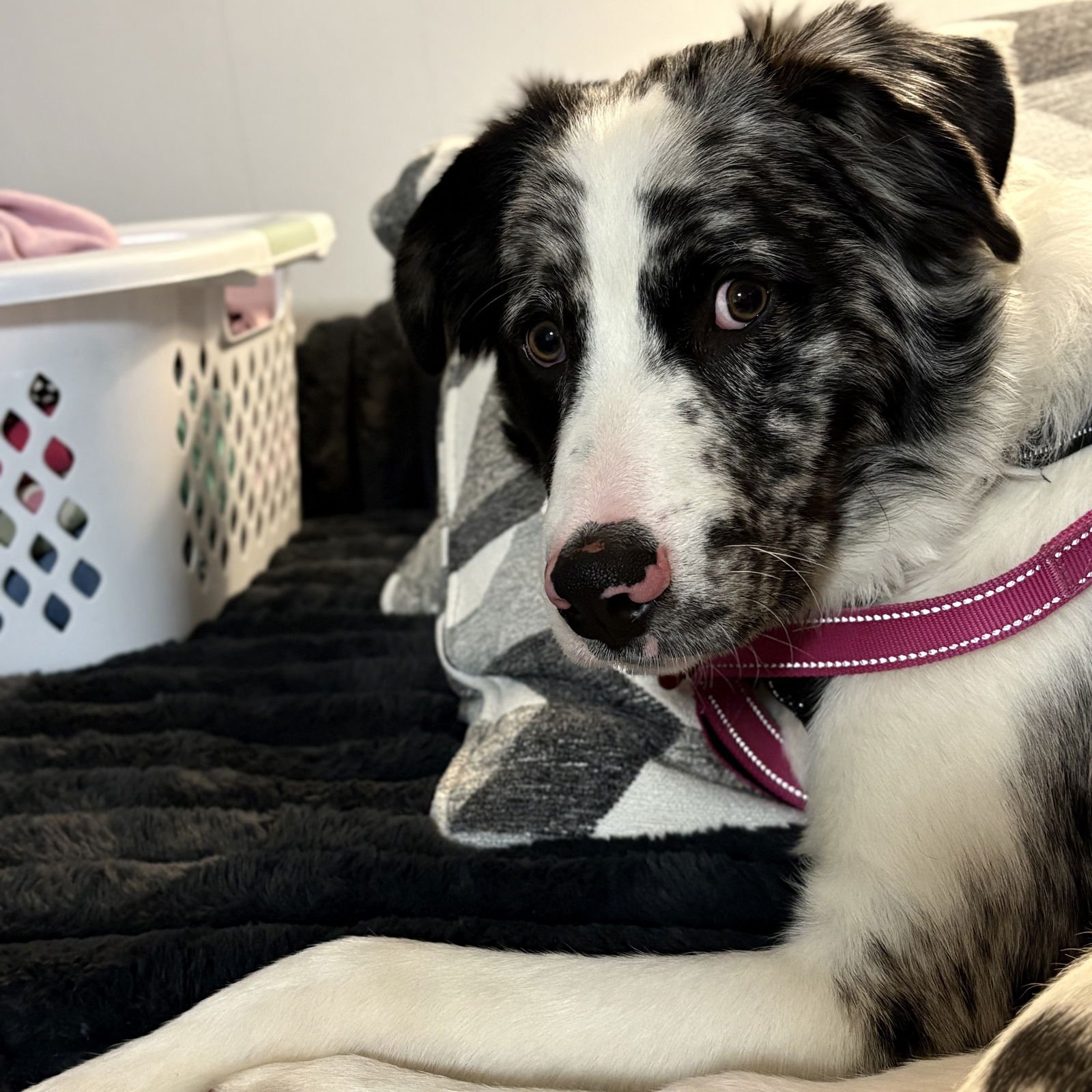 BARK RUFFALO - Australian Shepherd available for adoption