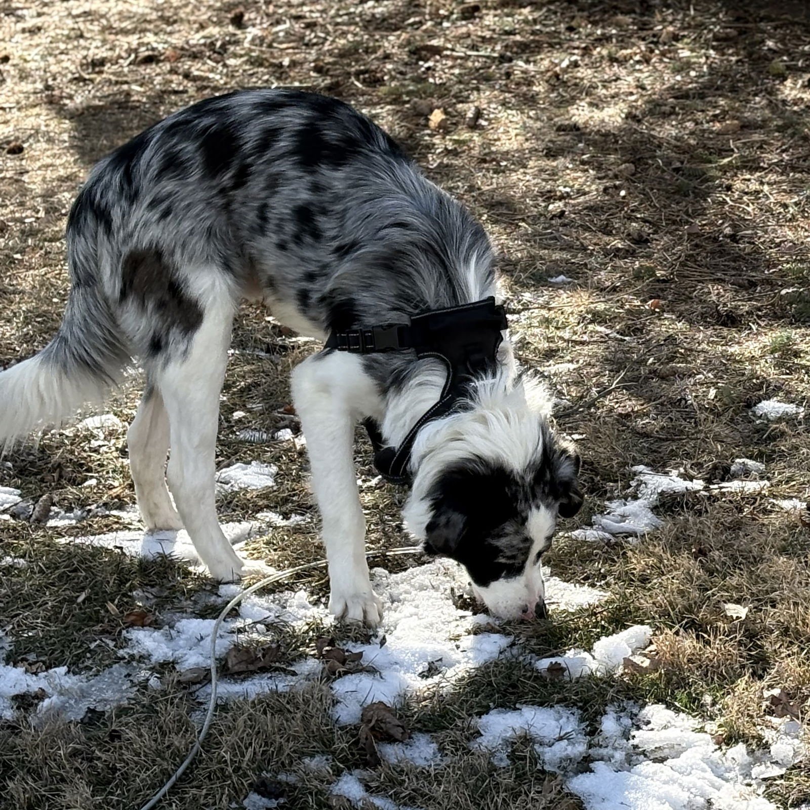 Bark Ruffalo - Photo 3