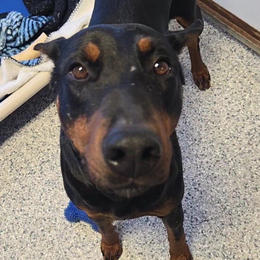 DOLLY PARTON - Doberman Pinscher available for adoption