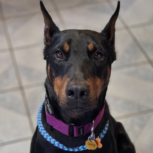 DOLLY PARTON - Doberman Pinscher available for adoption