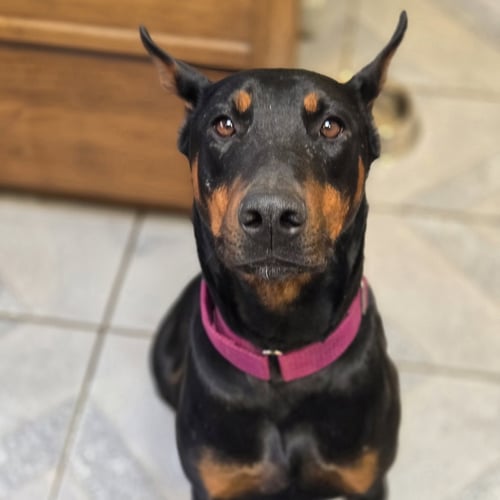 DOLLY PARTON - Doberman Pinscher available for adoption