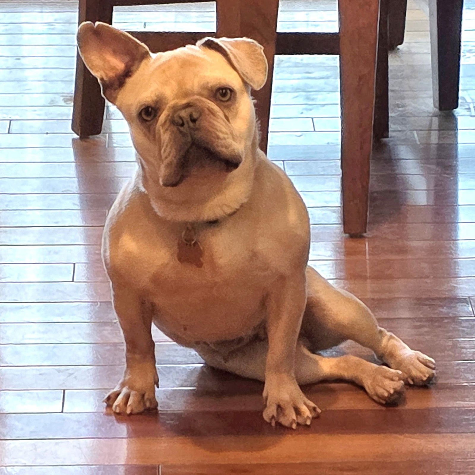 PEACHES - French Bulldog available for adoption