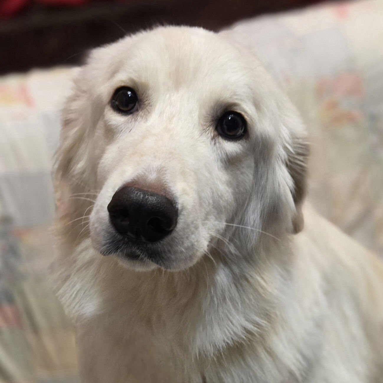 HEI HEI - Great Pyrenees available for adoption