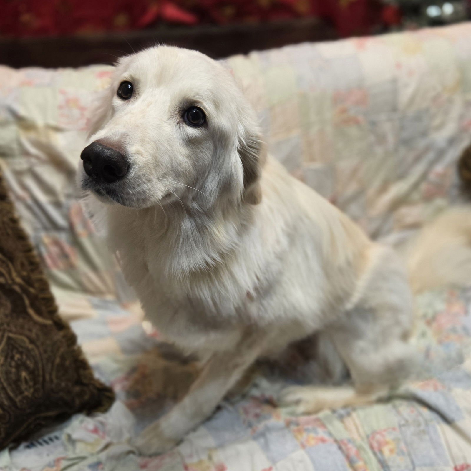 HEI HEI - Great Pyrenees available for adoption