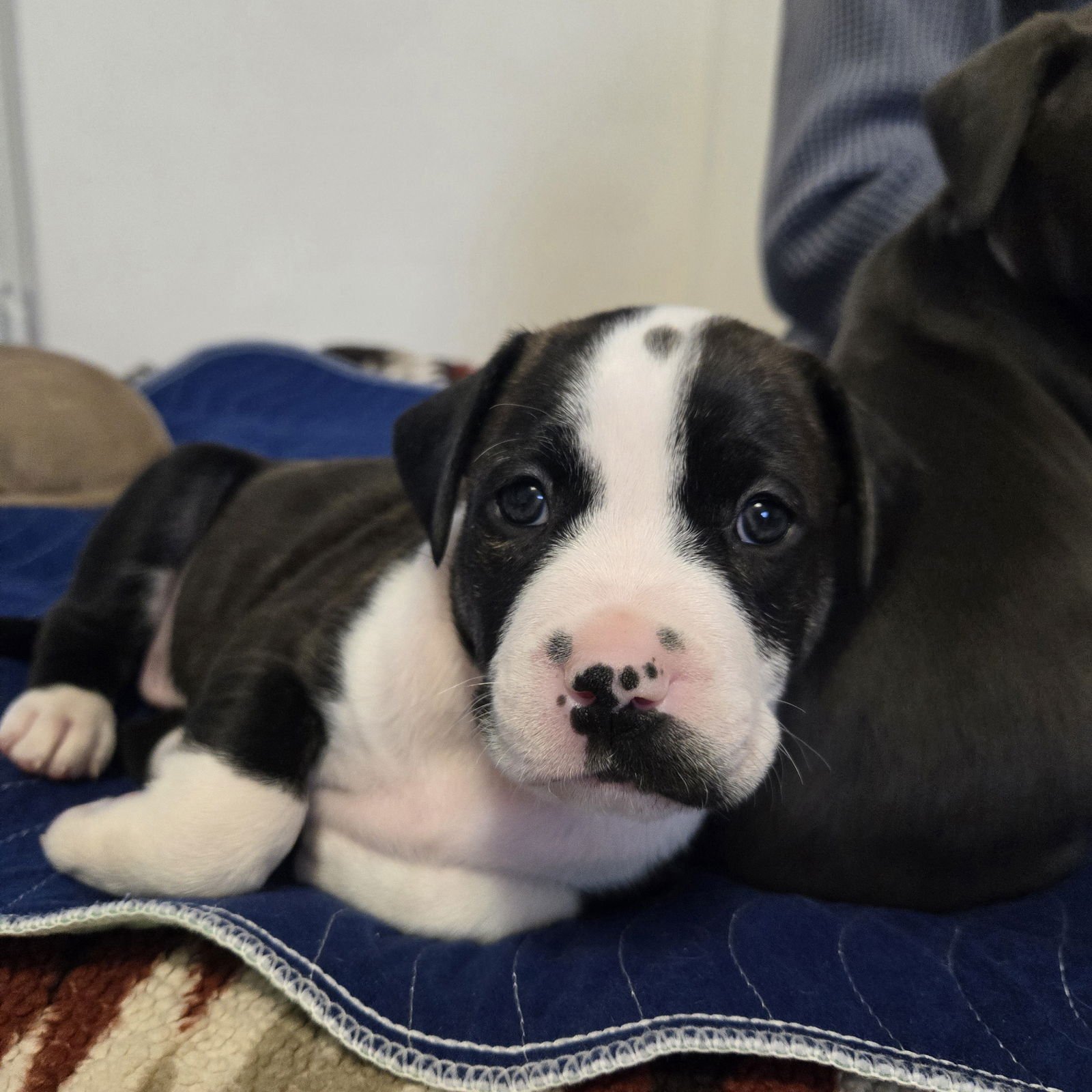 BREW - Pit Bull Terrier available for adoption