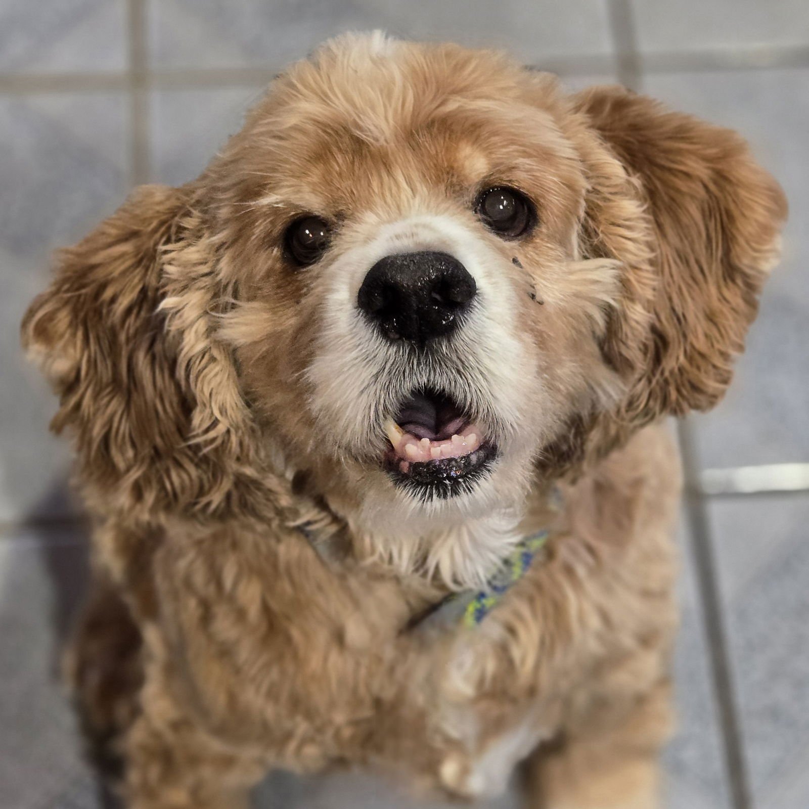 MORGAN - Cocker Spaniel available for adoption