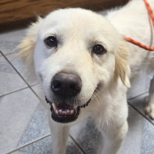 BIANCA - Great Pyrenees available for adoption