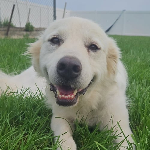 BIANCA - Great Pyrenees available for adoption