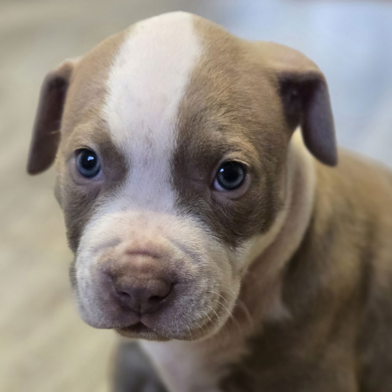 IRISH - Pit Bull Terrier available for adoption