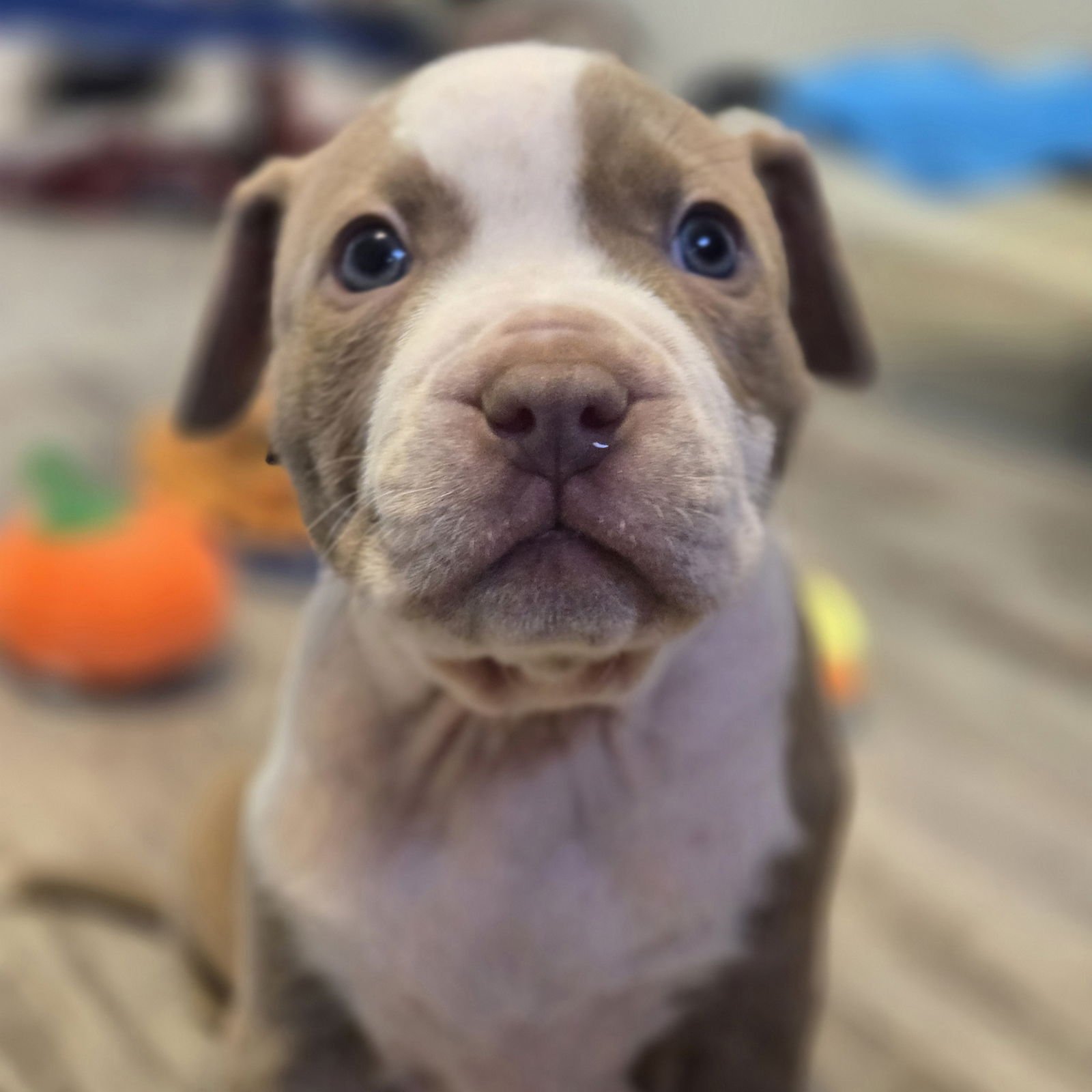 IRISH - Pit Bull Terrier available for adoption