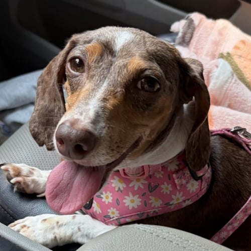 FRANKENFURTER - Dachshund available for adoption