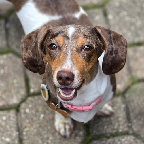 FRANKENFURTER - Dachshund available for adoption