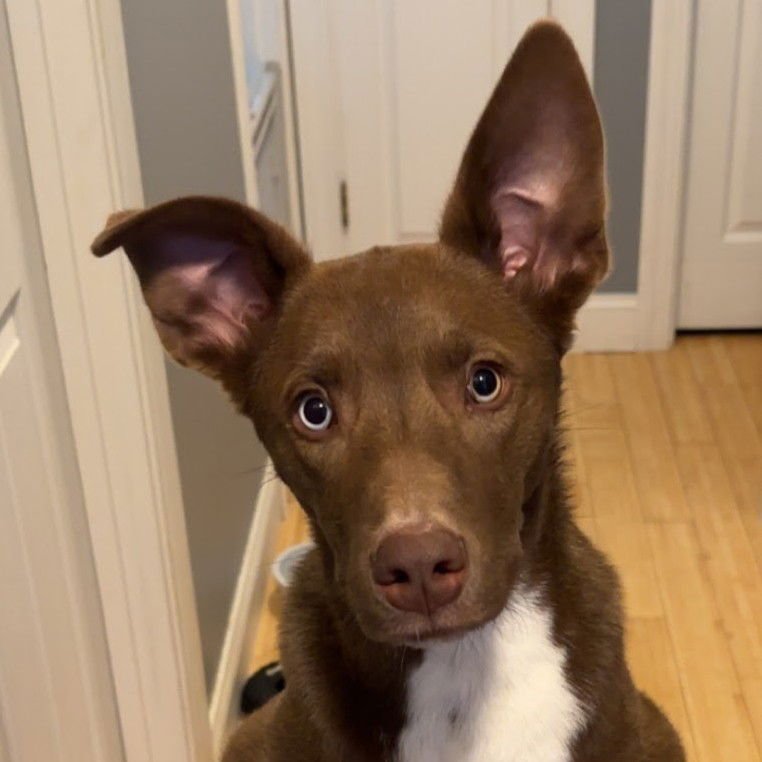 SCOOB - Australian Shepherd available for adoption