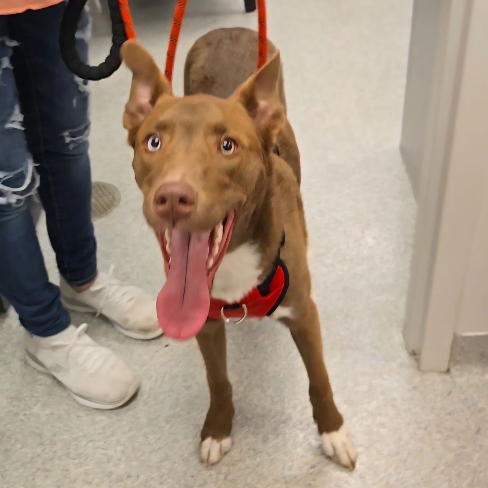 SCOOB - Australian Shepherd available for adoption