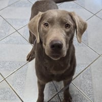 Brownie - Photo 2