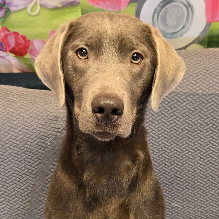 Brownie Image