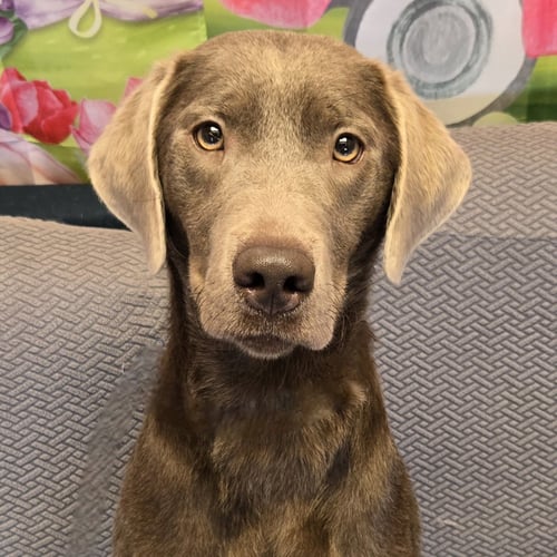 BROWNIE - Labrador Retriever available for adoption
