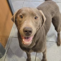 Brownie - Photo 3