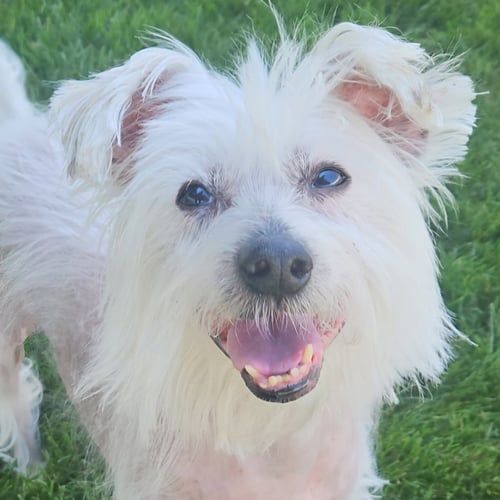 TRUSTY - Chinese Crested-Hairless available for adoption