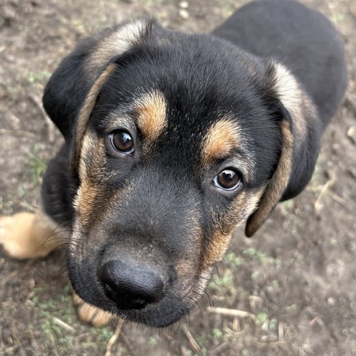 BRIAR - Shepherd available for adoption