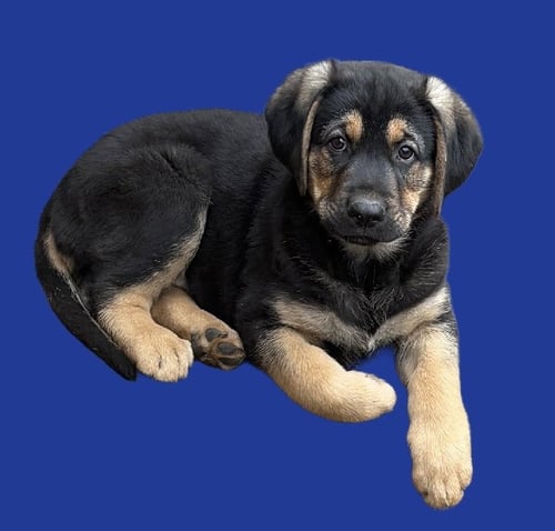 BRIAR - Shepherd available for adoption