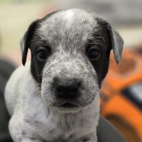 LUKE - Australian Cattle Dog/Blue Heeler available for adoption