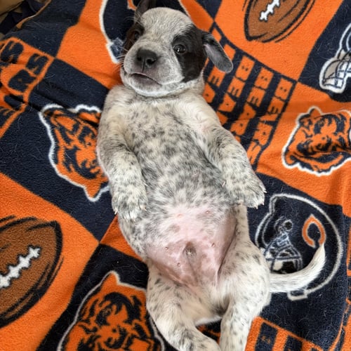 LUKE - Australian Cattle Dog/Blue Heeler available for adoption