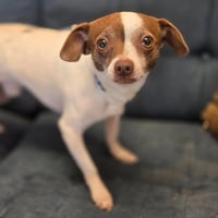 Gru - Photo 5